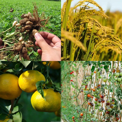 25 কেজি/ব্যাগ মোনো পটাসিয়াম ফসফেট H2KO4P 98% মিনিট শিল্প ও কৃষি ব্যবহারের জন্য